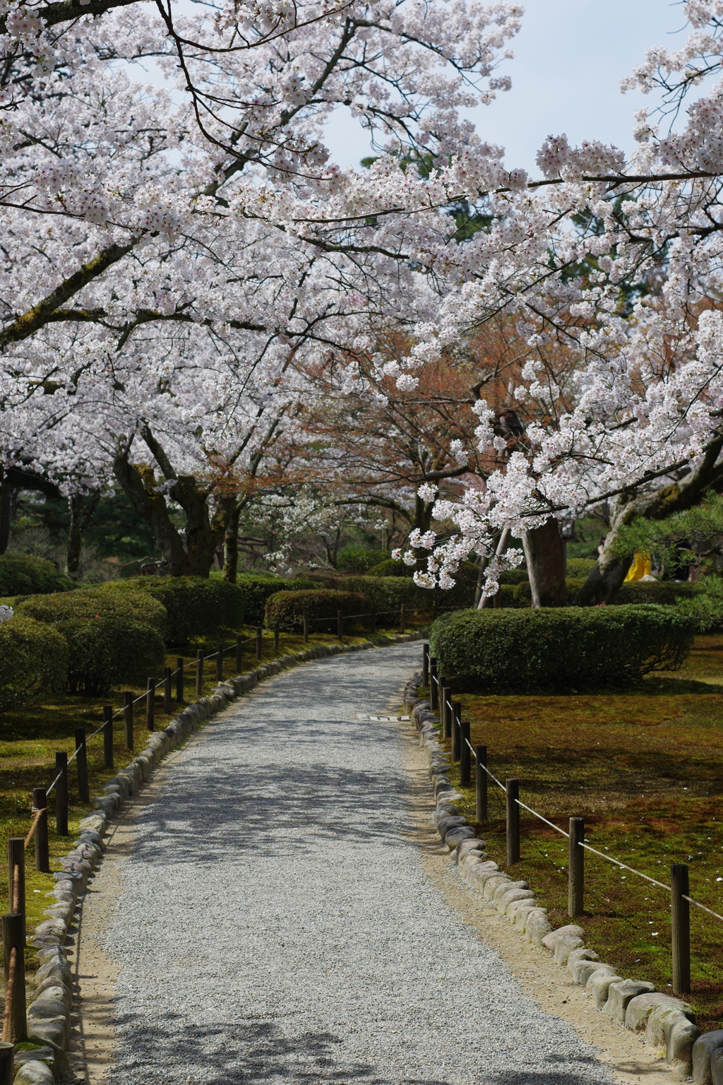 2020 兼六園　花を愛でる ペトリ50mm f1 (2)