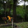 Pentax KP 試し撮り
