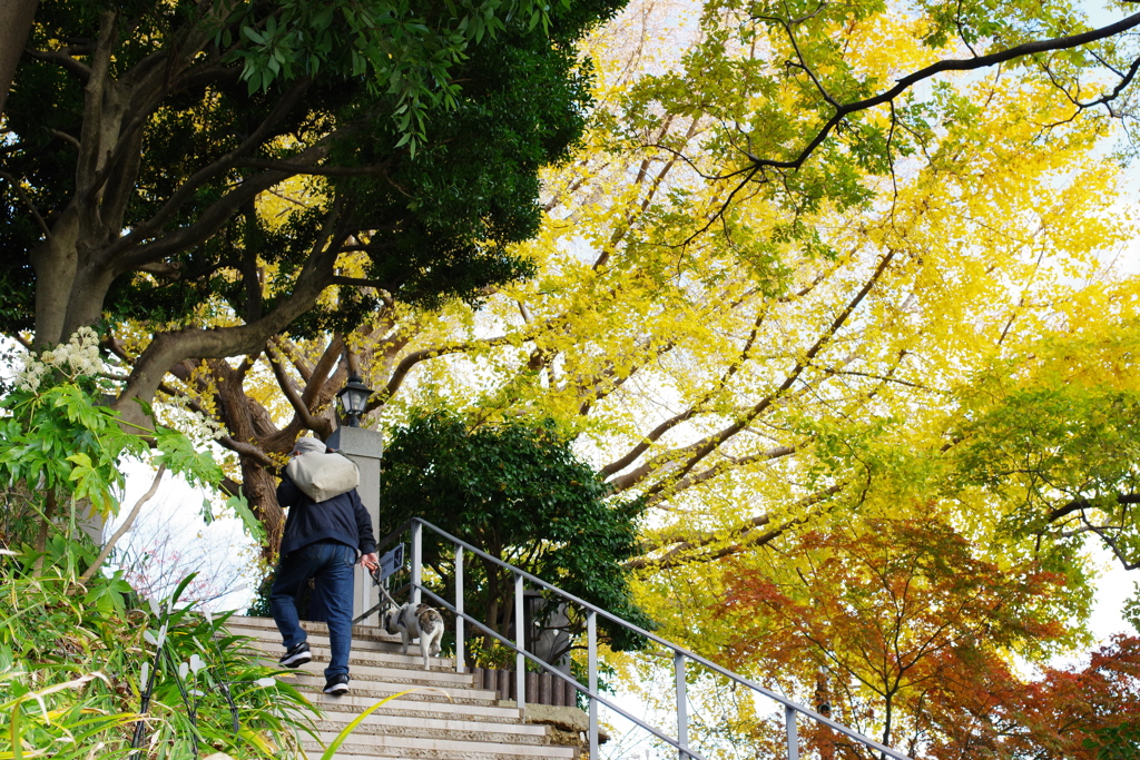 西洋館 紅葉