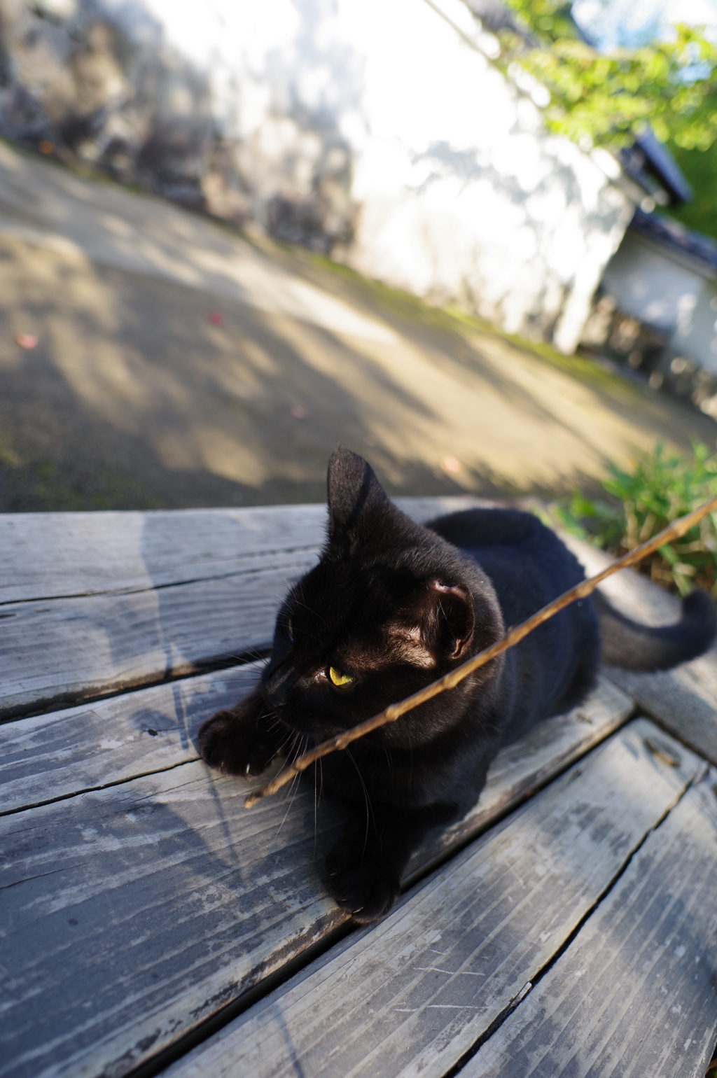姫路城周辺観光 猫と戯れる3 どうしたの？