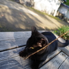 姫路城周辺観光 猫と戯れる3 どうしたの？