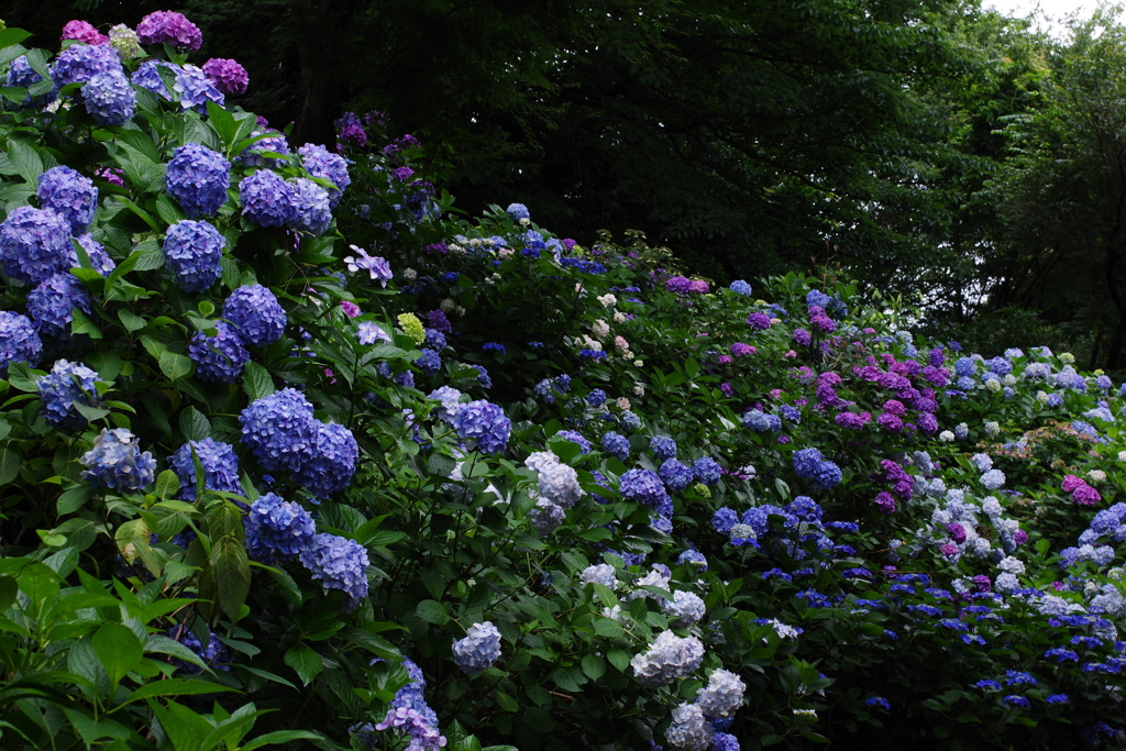 妙楽寺 紫陽花のお寺