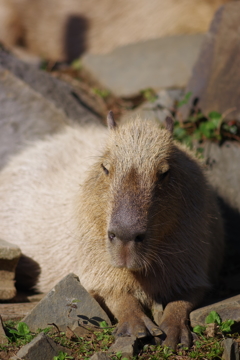 金沢動物園 秋だけど眠いがテーマ　カピパラ