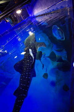 能登島 のとじま水族館 ジンベエザメ