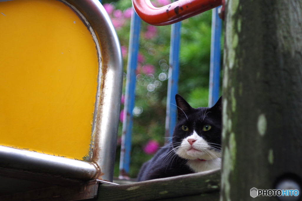 野良猫　TESSAR 50mm F2.8 (7)