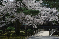 2020 兼六園　花を愛でる ペトリ50mm f1 (4)