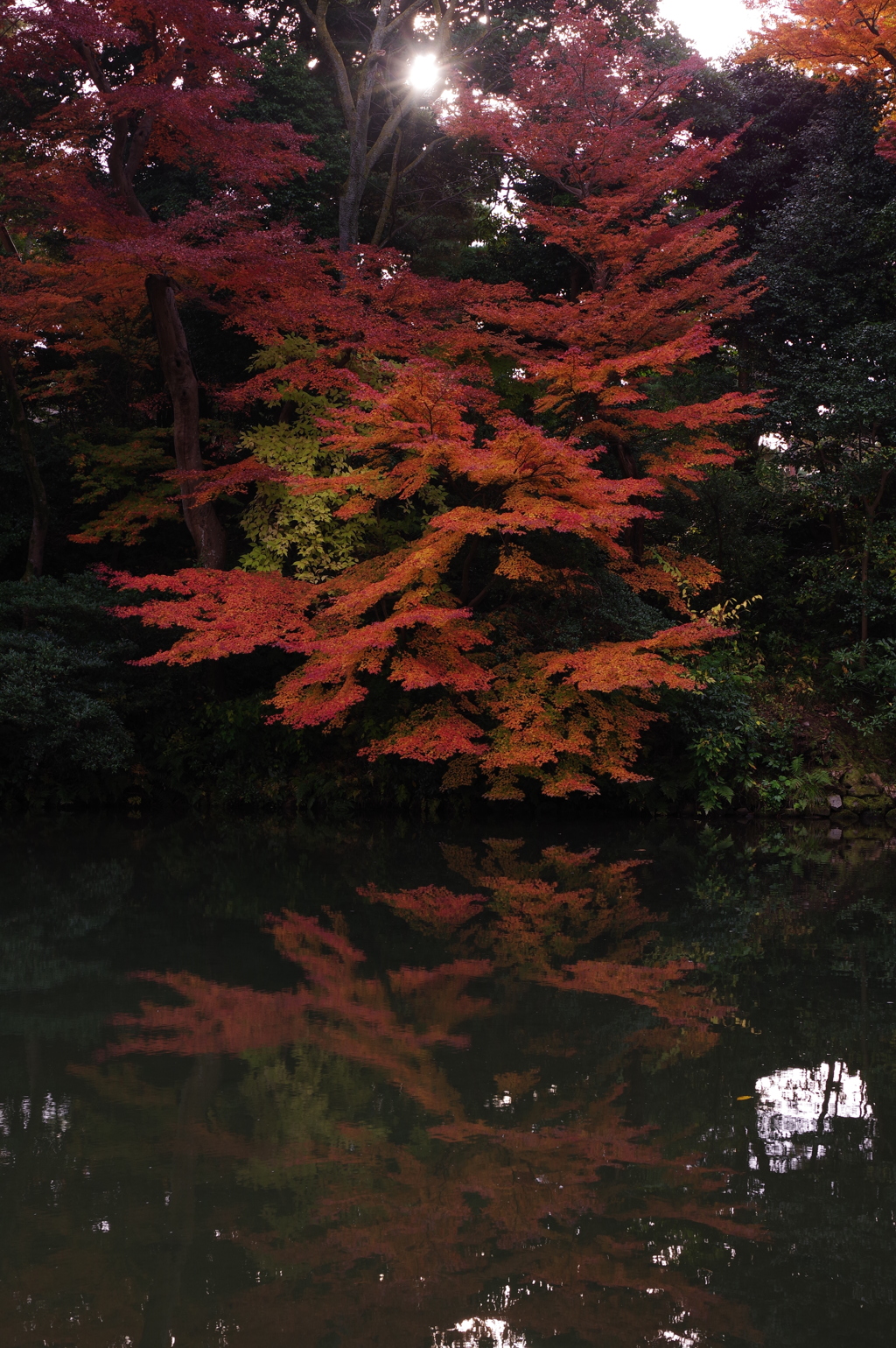 兼六園　紅葉