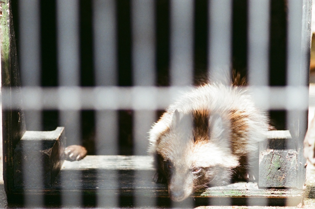 野毛山動物園(フィルム) たぬき