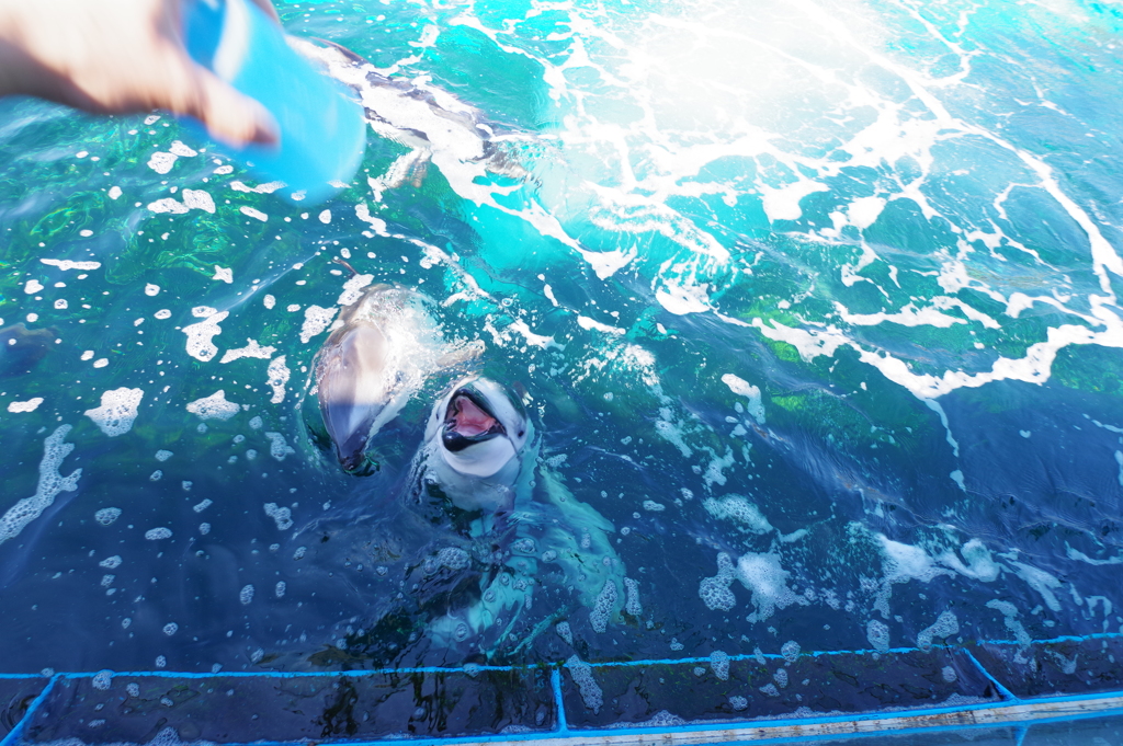 のとじま水族館 珍しいイルカへの餌やり もう100円