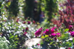 横浜 イングリッシュガーデンHELIOS 44M 58mm F2