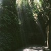 フィルム 猿島 ジブリの世界