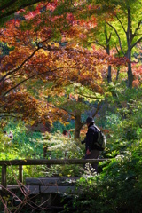 微妙に紅葉した三渓園