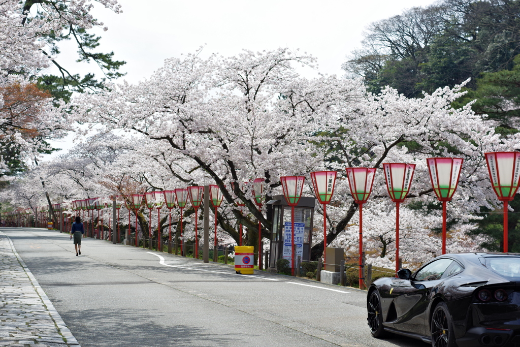 金沢城跡 桜散歩 5000円のレンズで撮ってみる (2)