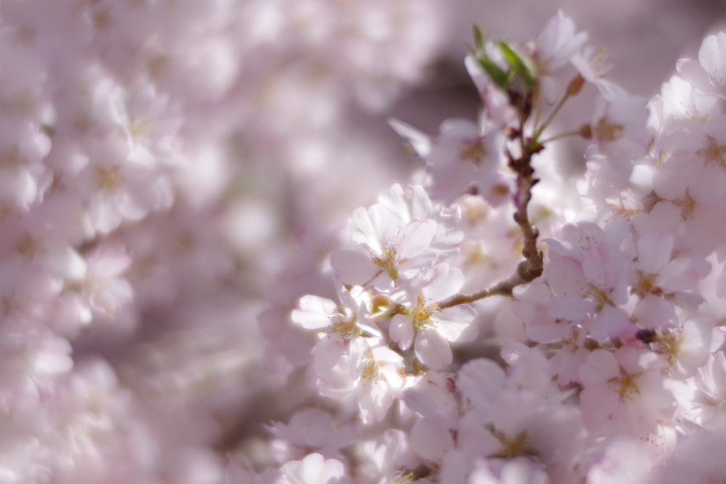 試し撮り pentax smc 85mm f2.2 soft focus