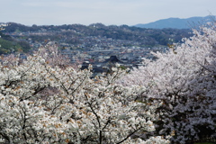 2020 兼六園　花を愛でる ペトリ50mm f1 (6)