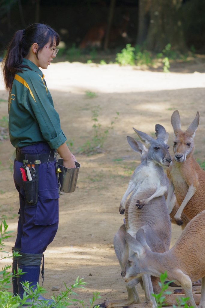 ズ－ラシア カンガルー　ぞろぞろ集まる