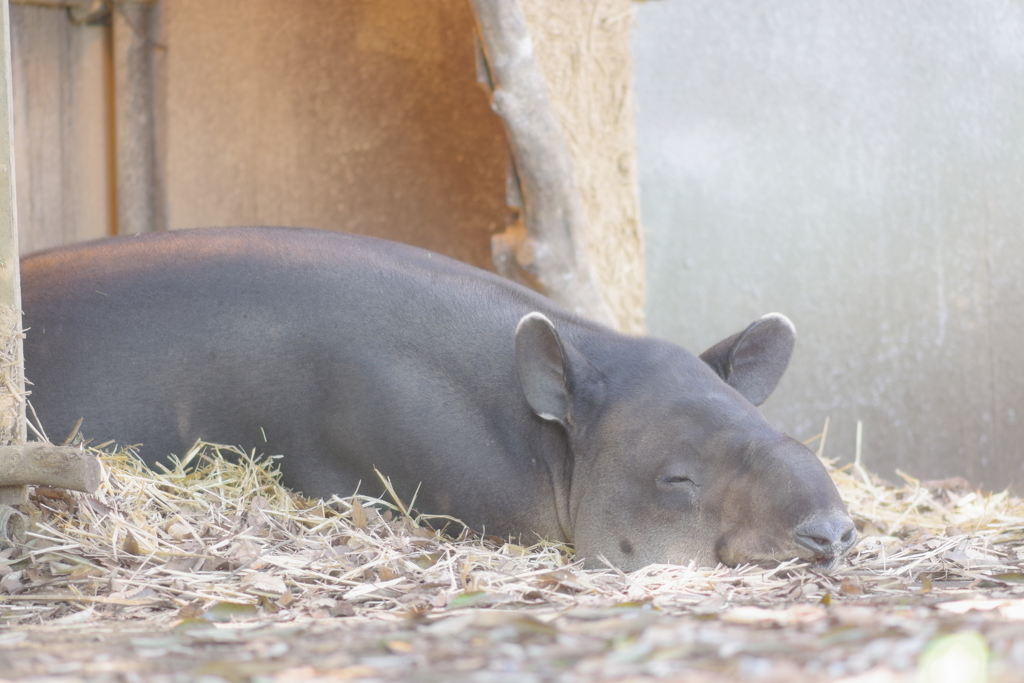 金沢動物園 秋だけど眠いがテーマ　バク