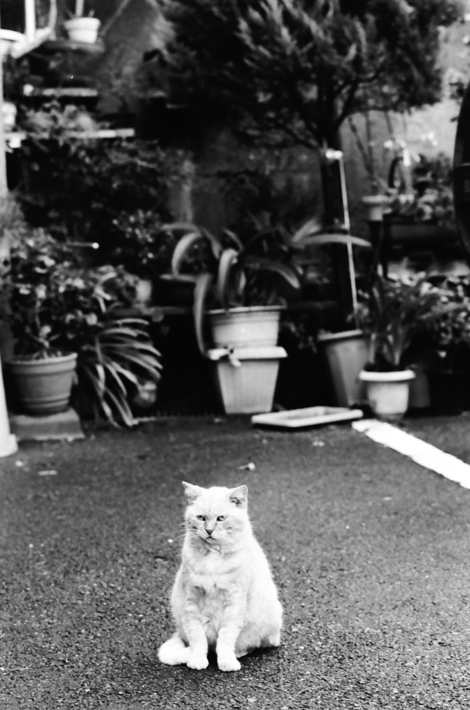 今日のノラ猫さん 5 (モノクロフィルム)