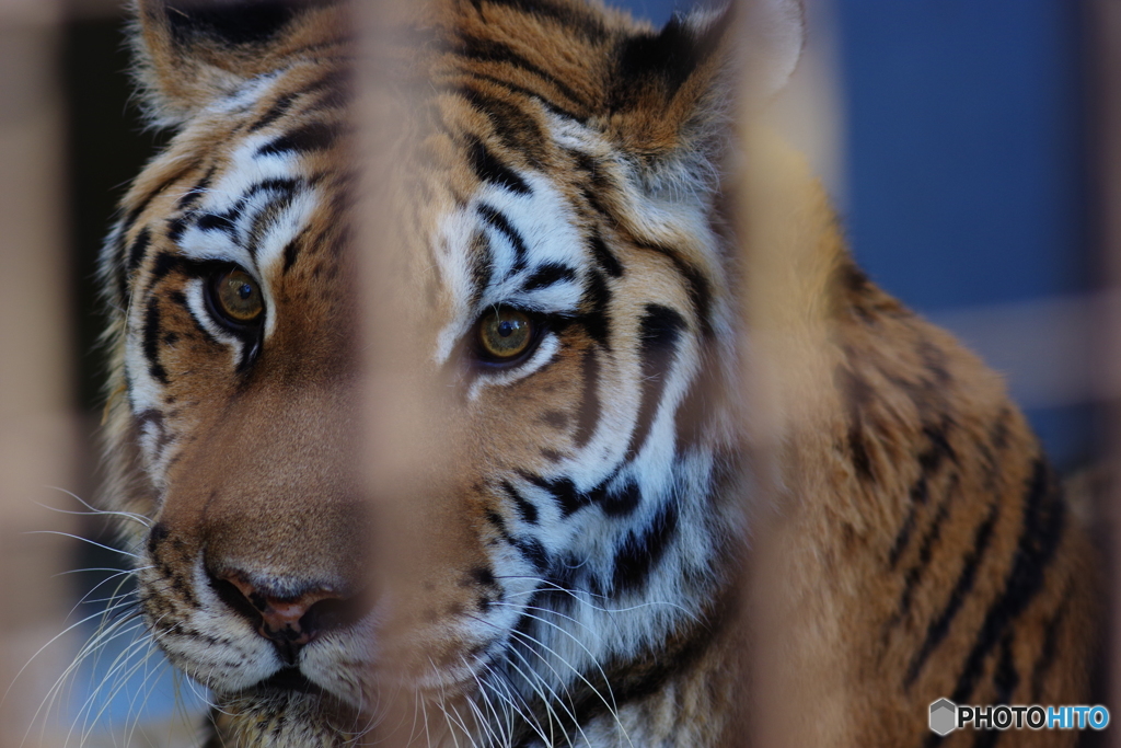 野毛山動物園 メイメイ 最後の一枚