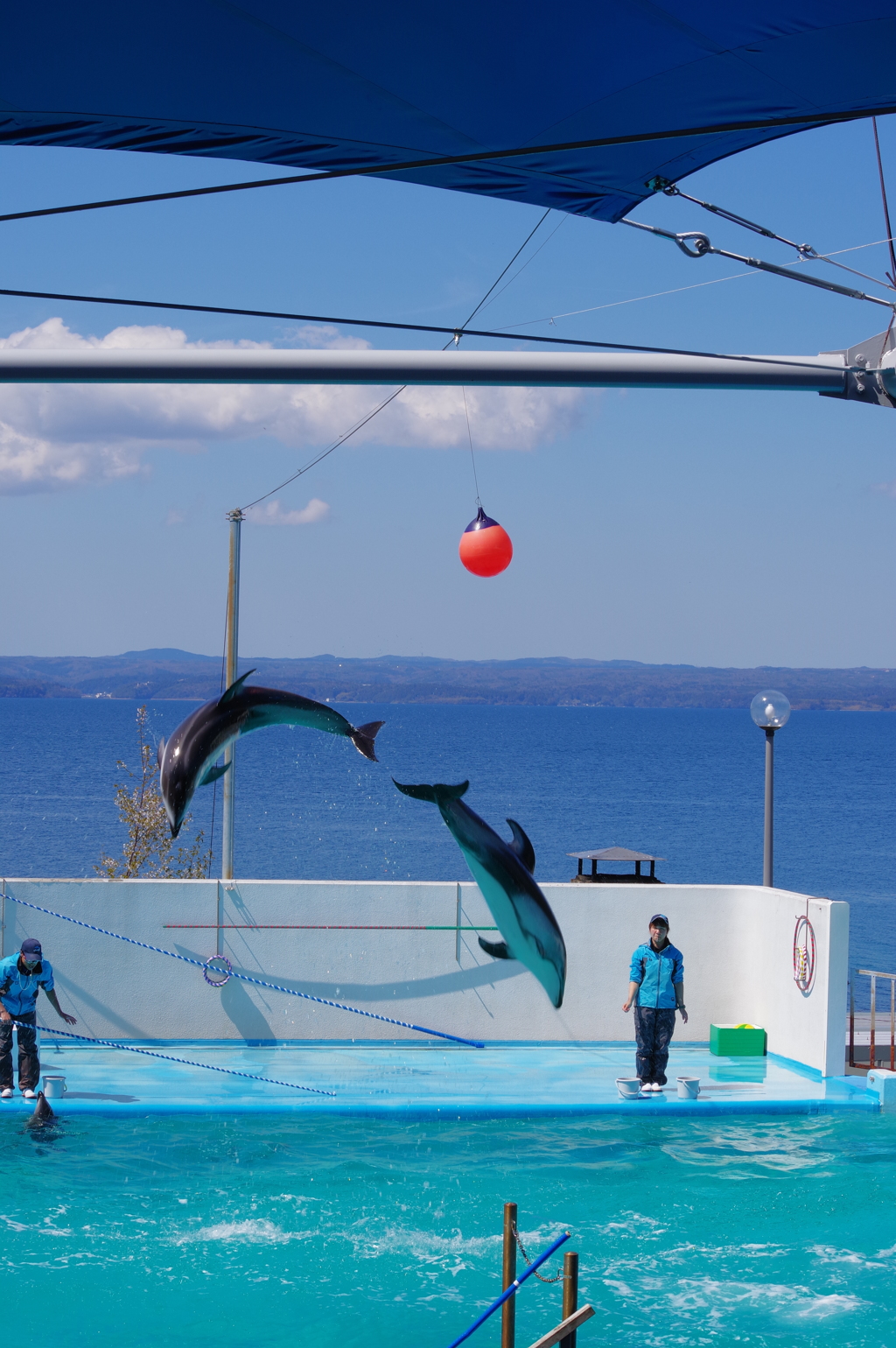 のとじま水族館 カマイルカのショー8 綺麗なタイミング By K Nori Id 写真共有サイト Photohito