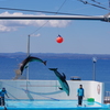 のとじま水族館　カマイルカのショー8 綺麗なタイミング