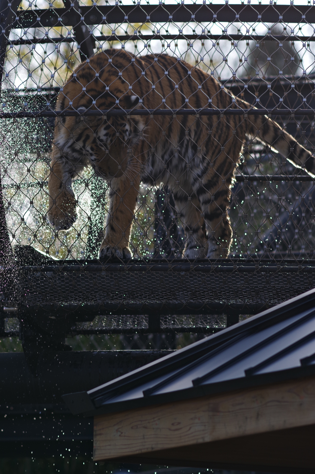 久しぶりのいしかわ動物園 暖冬とはいえ寒いのに水浴びしてた