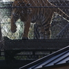久しぶりのいしかわ動物園 暖冬とはいえ寒いのに水浴びしてた