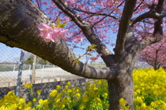 DA 11-18mm f2.8 試し撮り 河津桜と菜の花 広角レンズですね