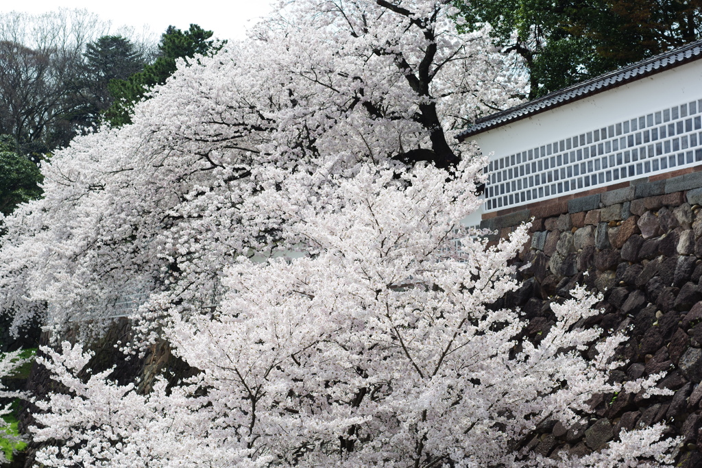 兼六園 桜 (53)