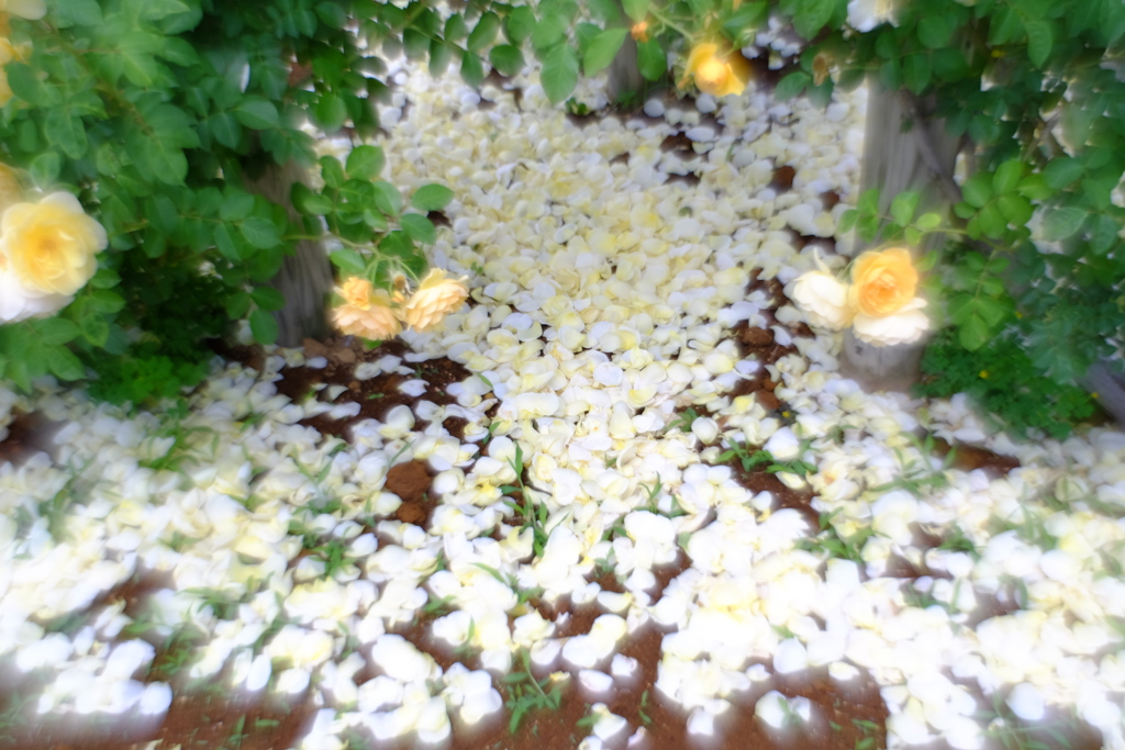 散った花びらも綺麗 