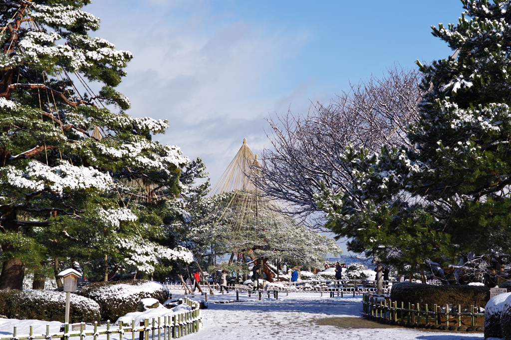 雪の兼六園 雪つりが立派