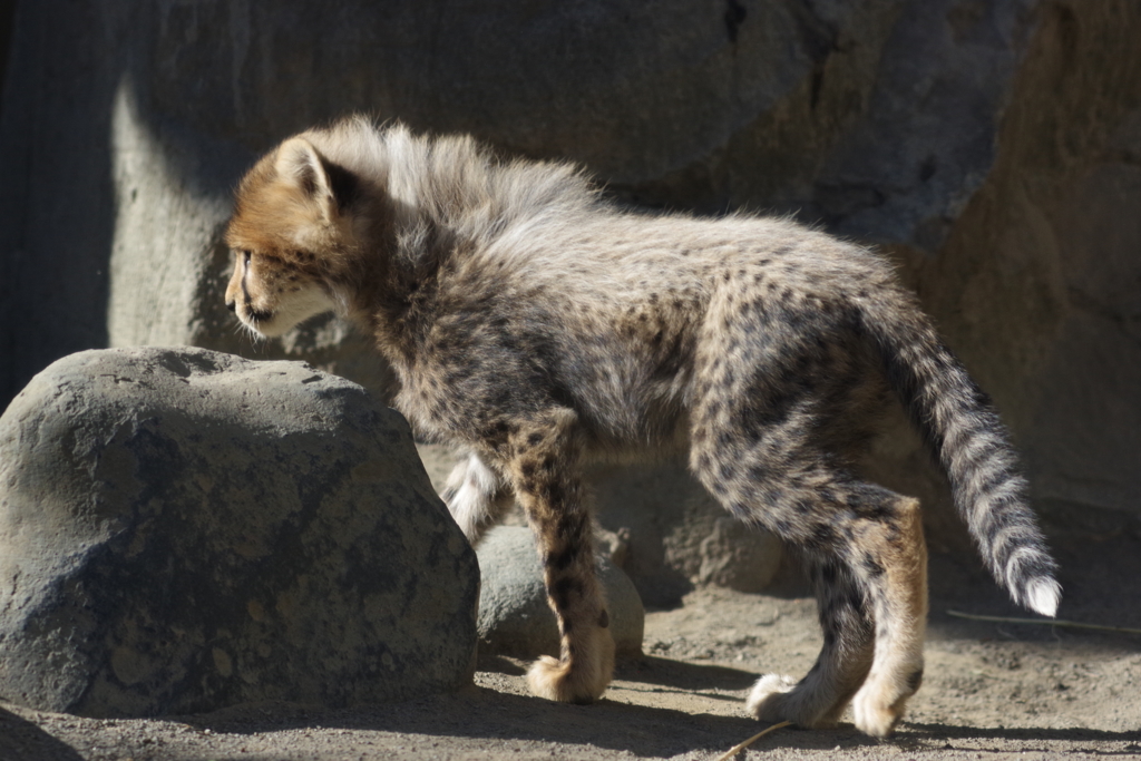 多摩動物公園 チーターの子供　鬣が凄い