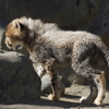 多摩動物公園 チーターの子供　鬣が凄い