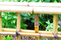 今日のノラ猫さん 22 雨宿りする黒猫さん