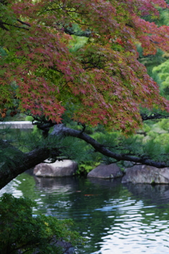 姫路城周辺観光 好古園　少し紅葉