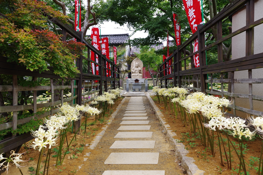 香林寺 彼岸花 白  広角レンズで