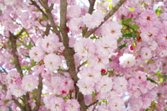 金沢 町ブラ　八重桜
