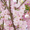 金沢 町ブラ　八重桜