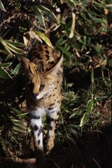 多摩動物公園 朝一サーバルキャット