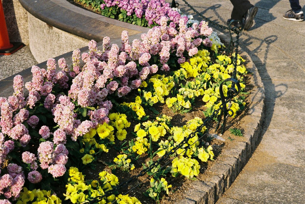 花壇 (フィルム)