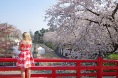 弘前さくら祭り　赤い橋で号泣する赤い服を着た金髪の女性の後姿
