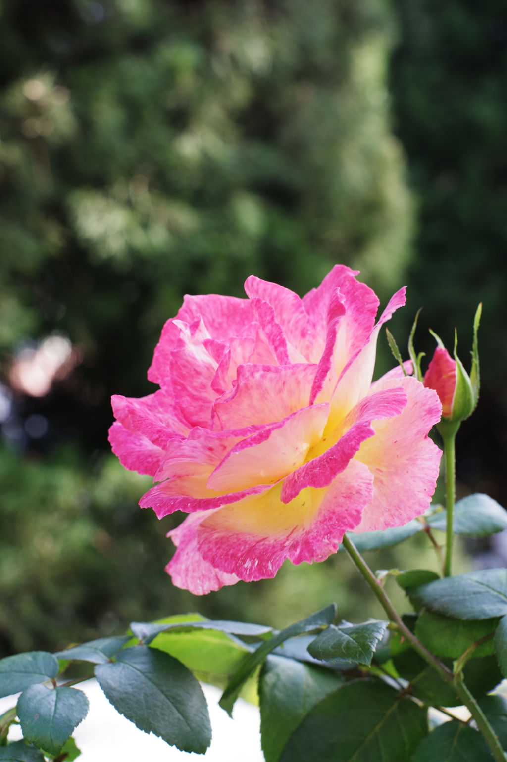 pentax A 50mm f1.4  西洋館散歩 綺麗な花