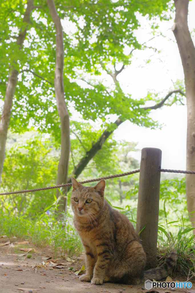 三渓園 猫 (5)