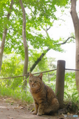 三渓園 猫 (5)