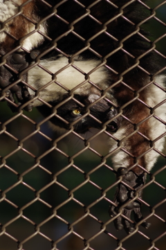 姫路城周辺観光 動物園　変わったサル