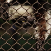 姫路城周辺観光 動物園　変わったサル