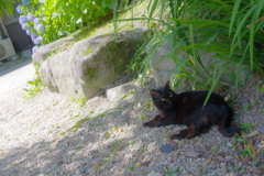 大宰府天満宮　野良猫さん