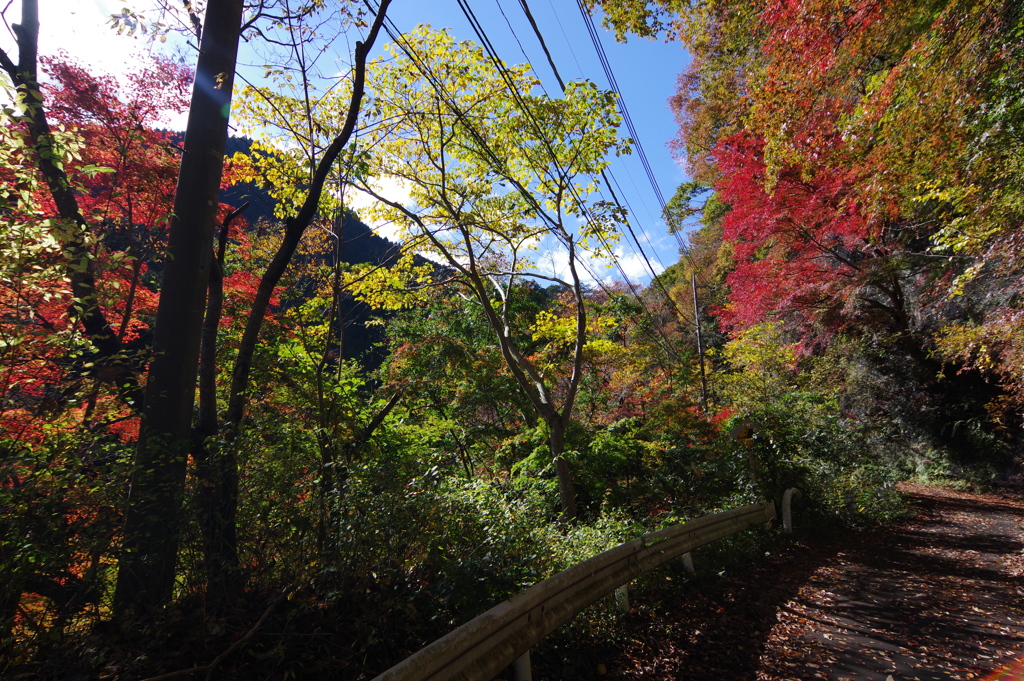 奥多摩むかしみち 紅葉なかなかです。