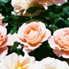 フィルム イングリッシュガーデン 薔薇3