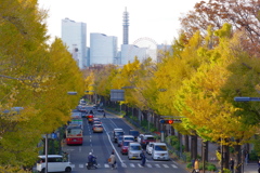 山下公園イチョウ並木